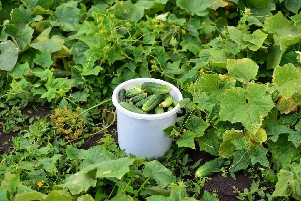 Die Ernte doppelt so viel größer: Agronomist hat im Juni vier Möglichkeiten zur korrekten Gestaltung von Gurken enthüllt