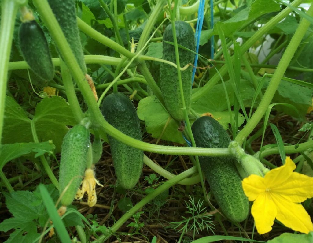 Wie man eine unglaubliche Ernte von Gurken im freien Boden bekommt: eine interessante Methode