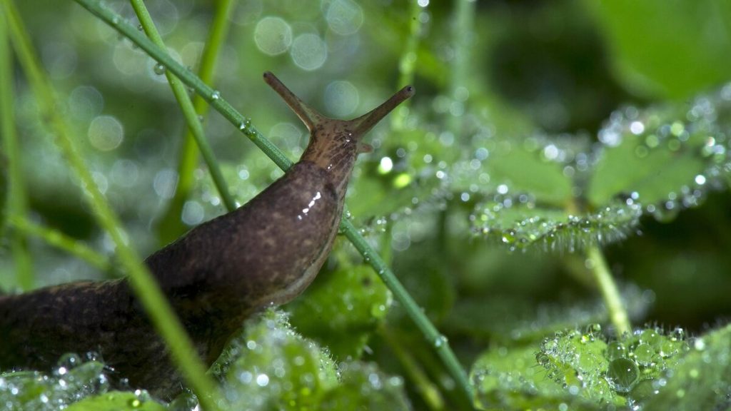 Diese Pflanzen sind wie Slug -Magnet. Hast du sie in deinem Garten? Bereiten Sie sich auf eine Invasion vor 