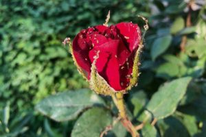 Wie man Blattläuse auf Rosen loswerden