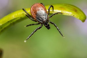 Legen Sie es auf den Rasen. Sie werden herausfinden, wie viele Zecken sie in Ihrem Garten ernähren.
