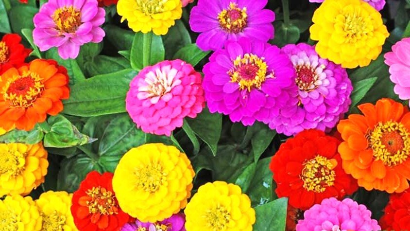 Diese Blume ist eine echte Dekoration des Gartens. Weißt du was es ist? 