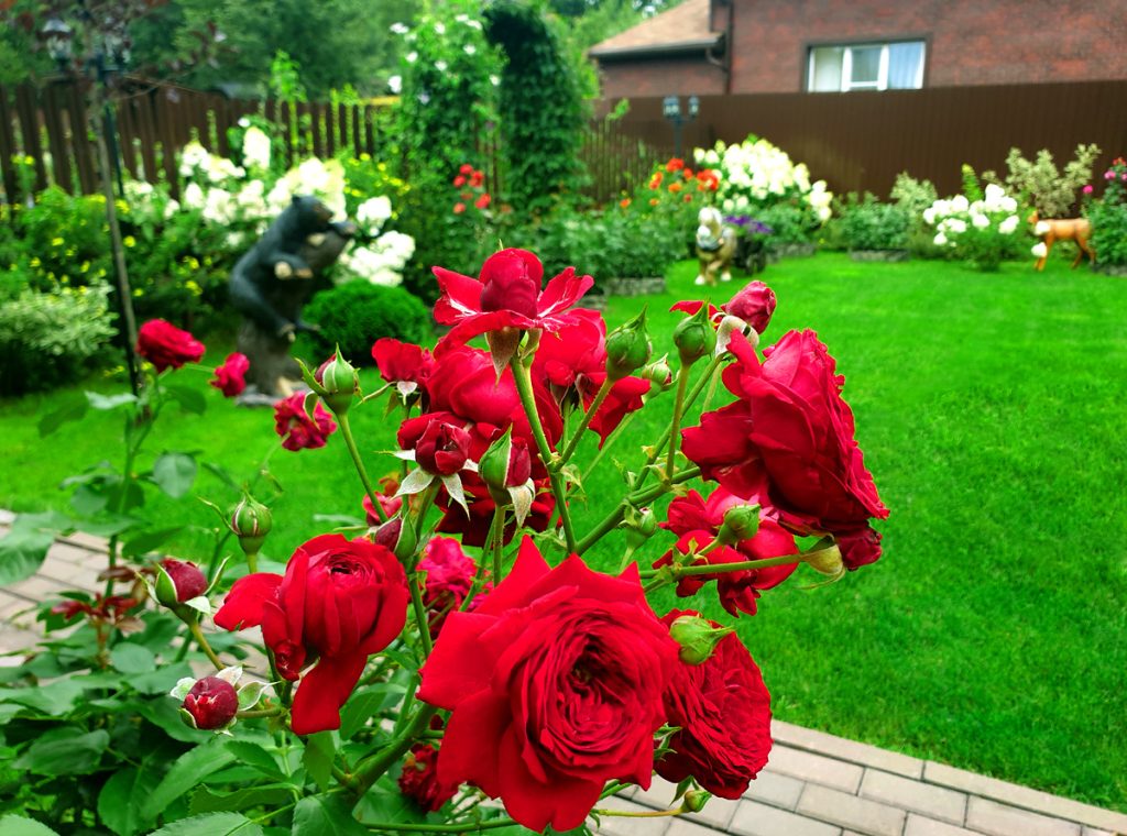Sie düngen die Rosen nicht, um zu vermeiden, die Blumen zu beschädigen. Erinnere dich ein für alle Mal daran