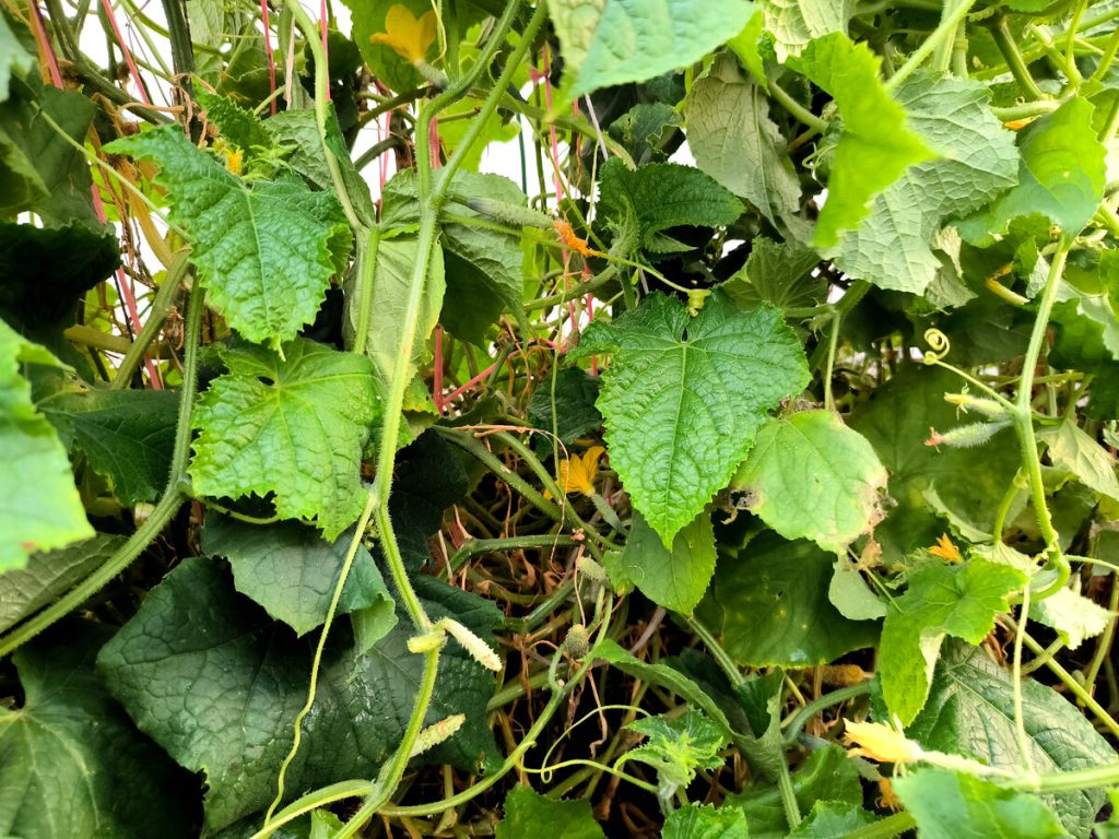 Blattläuse über Gurken: Warum geht es gerade und wie man die Ernte speichert