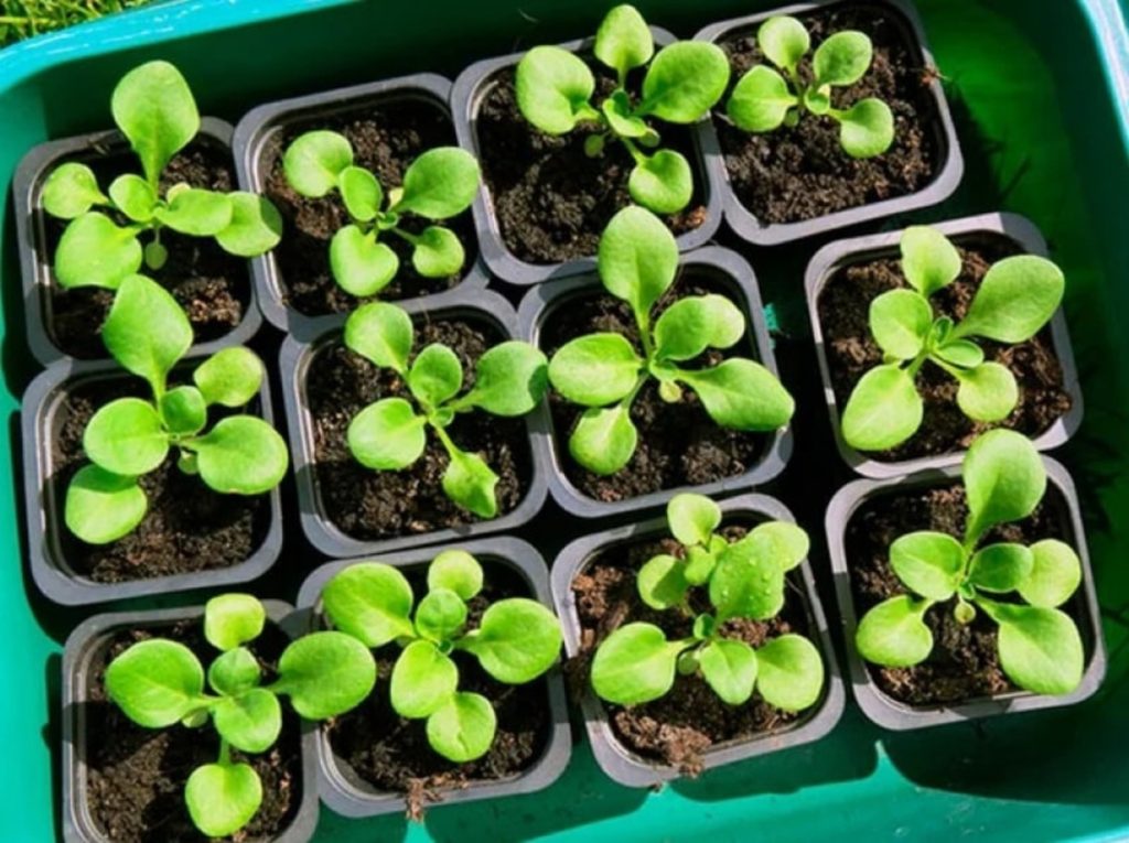 Petunia gekeimt - Versuchen Sie, diese Fehler im ersten Monat nicht zu machen 