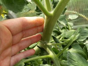 In Gefahr brütet: Stoppen Sie die Befruchtung von Tomaten, bevor es zu spät ist