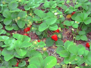 Möglichkeiten, Erdbeeren zu mulchen, die die Ernten verdoppeln und die Schläge auf ein Minimum reduzieren