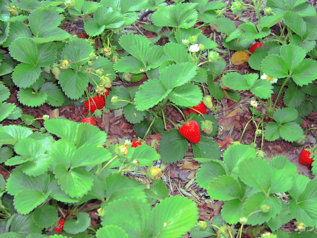 Möglichkeiten, Erdbeeren zu mulchen, die die Ernten verdoppeln und die Schläge auf ein Minimum reduzieren 