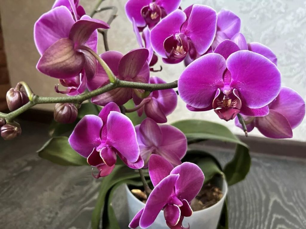 Kochen Sie nur die Muscheln und gießen Sie die Orchidee so schnell wie möglich, was dann mit schönen Blumen blüht. Nährende Infusion der Blüte. Naturdünger für Orchideen