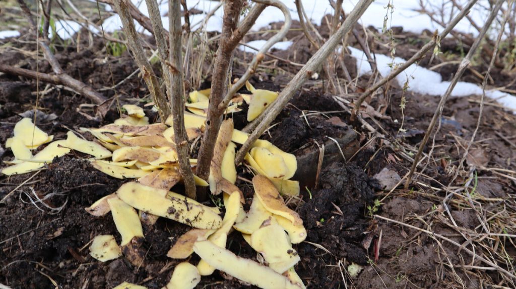 Kartoffelschalen als Dünger: Wie man Lebensmittelabfälle für den Garten benutzt