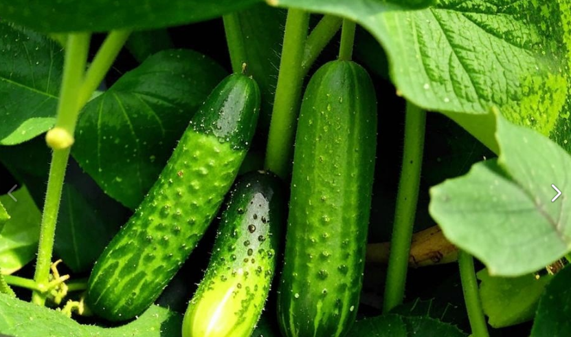 Gurken wachsen wie Hefe: Ein altes Düngerrezept, das besser funktioniert als die aus dem Laden 