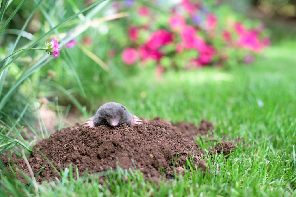 Legen Sie ein Blatt in den Maulwurf. Der Schädling verlässt Ihren Garten im Auge.