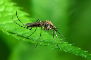 Auf Wiedersehen, Mücken: Japanische Methode, die sie den ganzen Sommer über abfällt