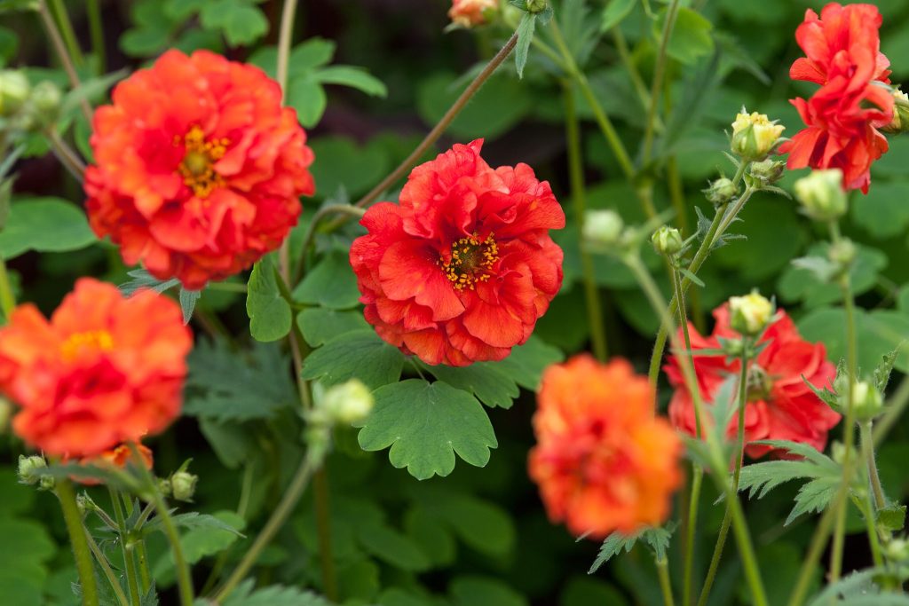 Sie werden den ganzen Sommer über seine Blumen zufrieden sein und benötigen keine besondere Sorgfalt. Sehen Sie, warum Gärtner ihn lieben
