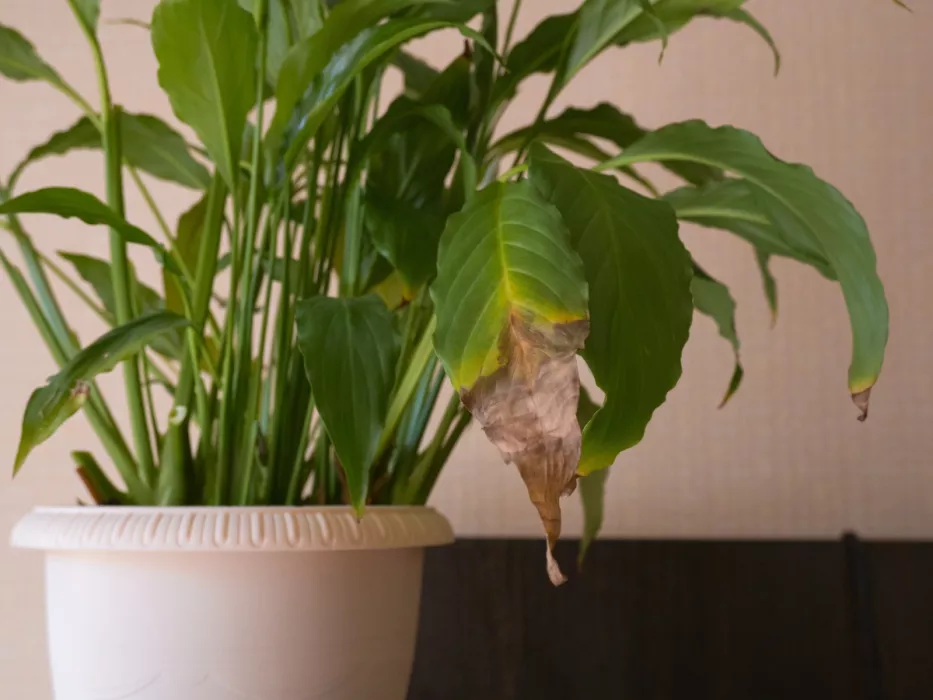 Die Regel von "neun" rettete meinen Spathiphyllum. Es gibt keine dunklen Flecken mehr und die Blumen sind perfekt weiß. 