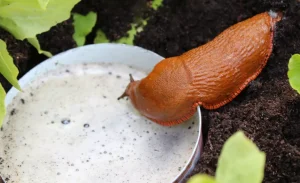 Legen Sie ein Glas weißer Flüssigkeit für die Nacht. Schnecken und Schnecken fallen wie Pflaumen in den Kompote.