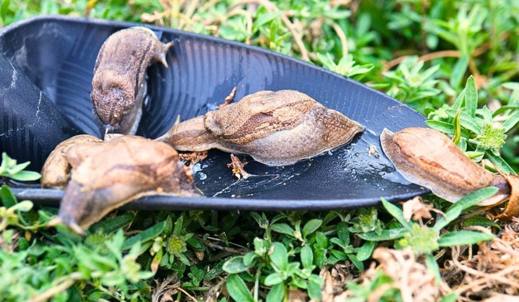 Keine Milchfallen. Diese Methode ist hundertmal besser für die Schnecke, sie lassen sich in Ruhe 