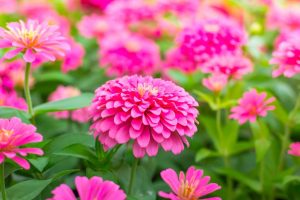 Im Juni können Sie diese 10 schönen Blumen pflanzen, um im August einen üppigen Garten zu haben.