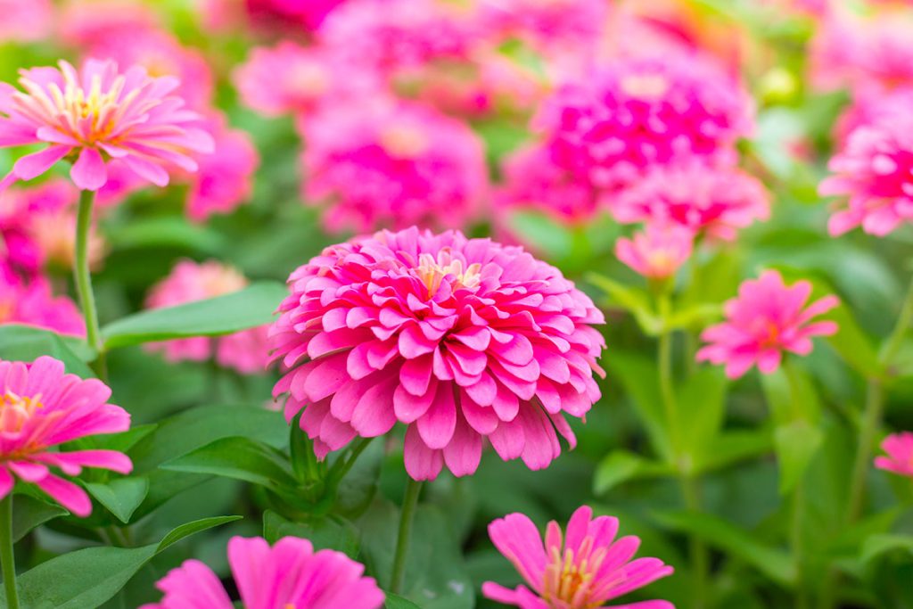 Im Juni können Sie diese 10 schönen Blumen pflanzen, um im August einen üppigen Garten zu haben. 
