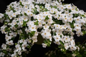 Wenig bekannte Balkonblume. Es ist schöner als Petunien und Geranien. Leicht zu erwachsen.