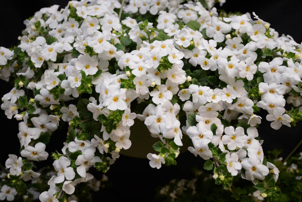 Wenig bekannte Balkonblume. Es ist schöner als Petunien und Geranien. Leicht zu erwachsen. 