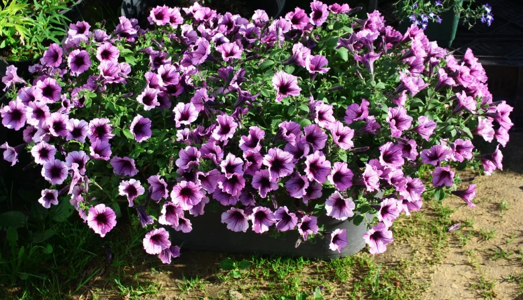 Ich gieße die Surfinien mit Hausdünger. Jeden Tag gibt es immer mehr Blumen