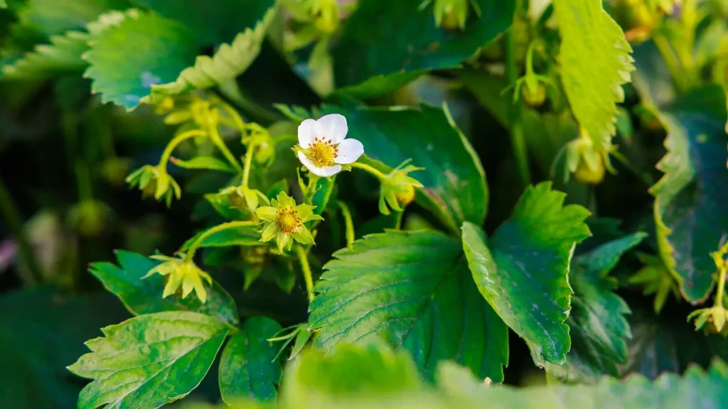 Wie man sich zu Beginn des Sommers um Erdbeeren kümmert, um die Früchte größer und süßer zu machen - ein einfacher Trick für alle Gärtner 
