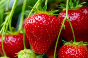 Warum sind Erdbeeren klein und sauer? Ihnen fehlt die Sonne und wichtige Nährstoffe.