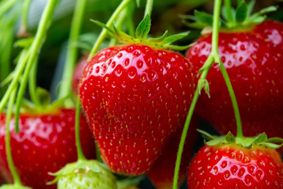 Warum sind Erdbeeren klein und sauer? Ihnen fehlt die Sonne und wichtige Nährstoffe. 