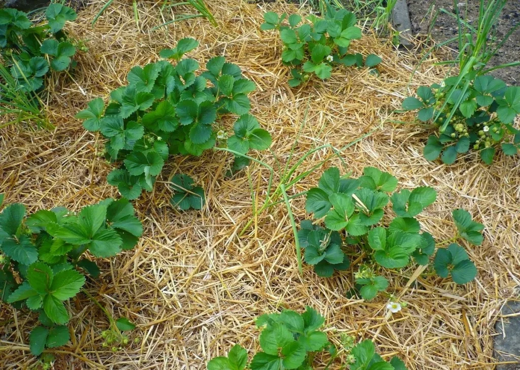 Mulching: Wie und wie man die Betten vor Hitze und Unkraut im Juni schützt