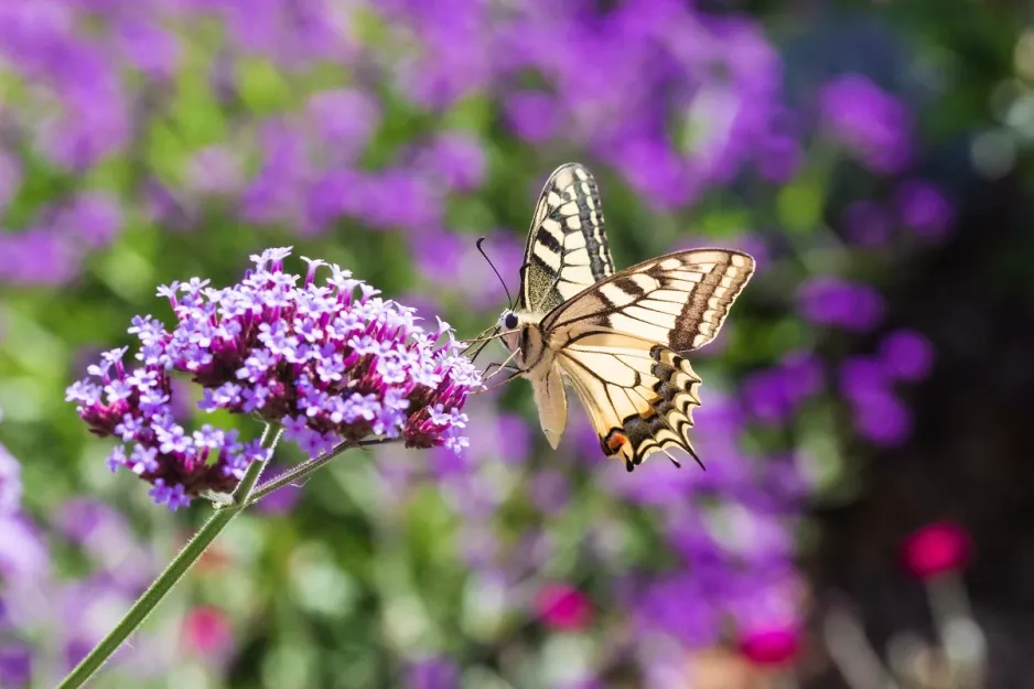 Seine Amethystenblumen schweben wie leichte Wolken im Garten. Diese mehrjährige blüht von Juni bis Herbst reichlich.