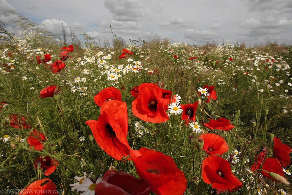 Ein unerwartetes Urteil - diese Blume gewann den Titel der schönsten in Europa. Stimmen Sie damit zu?