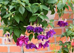 Fuchsie wird Ihren Balkon mit Kaskaden bedecken. Dies garantiert lange und reichhaltige Blüte.