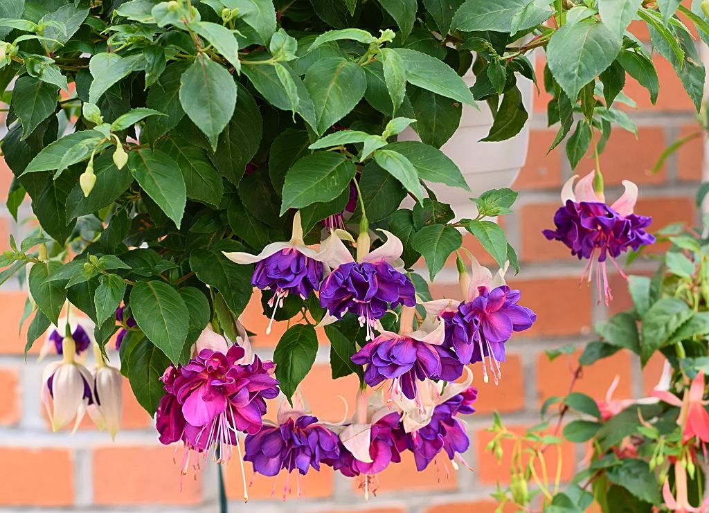 Fuchsie wird Ihren Balkon mit Kaskaden bedecken. Dies garantiert lange und reichhaltige Blüte. 
