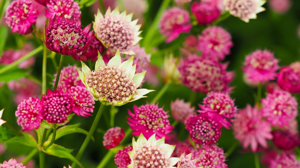 Diese mehrjährige Pflanze erfüllt die Gärten mit Hunderten von Blumen. Es ist leicht zu wachsen und zu blühen.