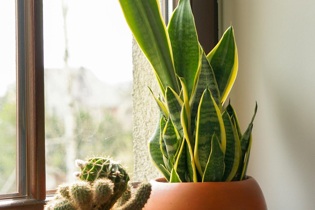 Meine Sansevieria war noch nie so grün. Ich gieße es einmal pro Woche mit diesem Dünger.