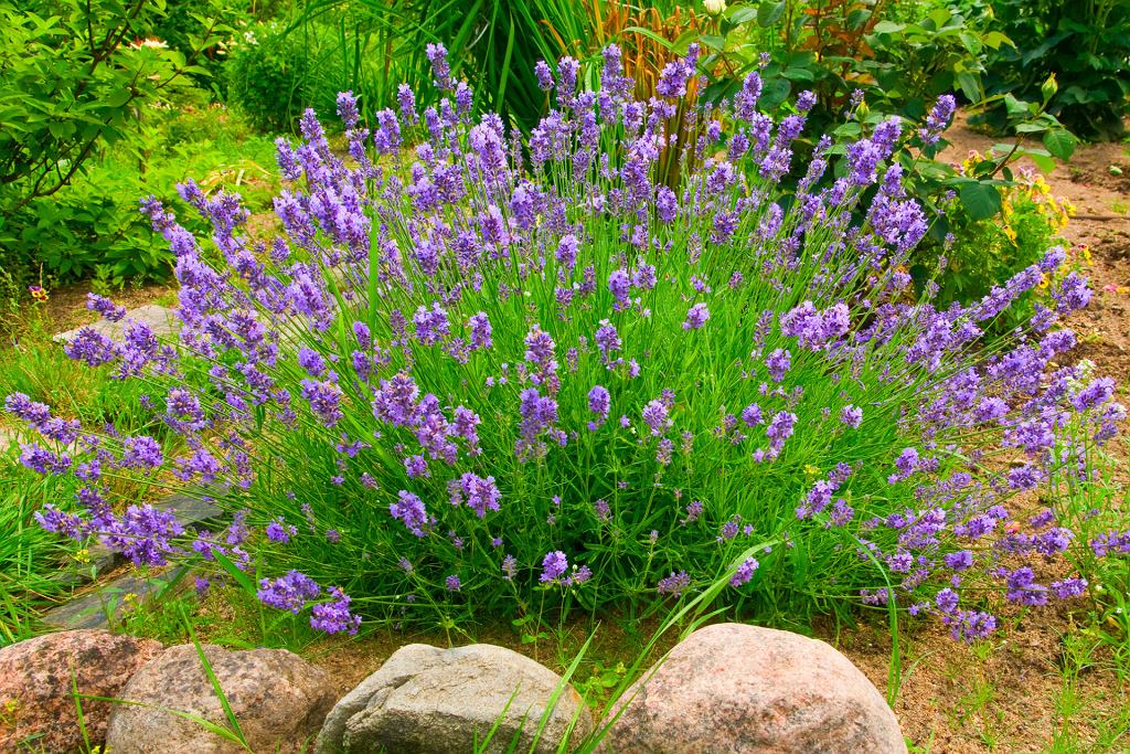 Es ist der beste Dünger für Lavendel. Einfach die Pflanze bestreuen. Es wird so üppig wie immer. 