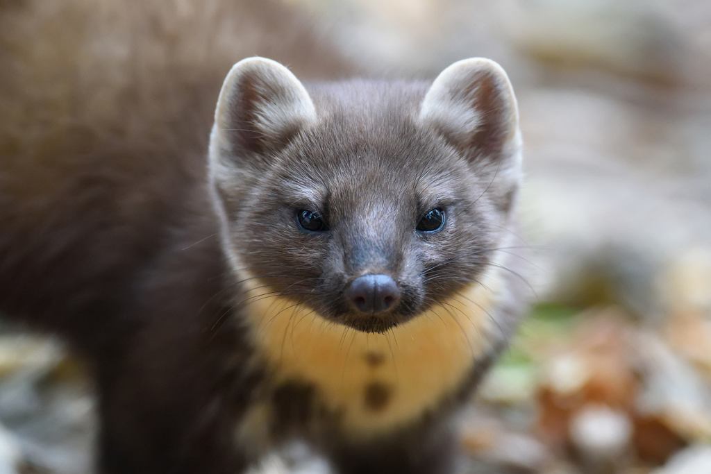Mein Großvater hat den "Terminator" auf dem Marten erfunden. Sprühen Sie ein paar Tropfen auf den Lappen und beobachten Sie, wie sie rennen. 