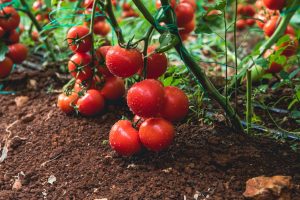 Um den Tomaten eine reichhaltige Ernte zu bringen: 10-14 Tage nach dem Pflanzen 1,5 Esslöffel pro 10 Liter Wasser.