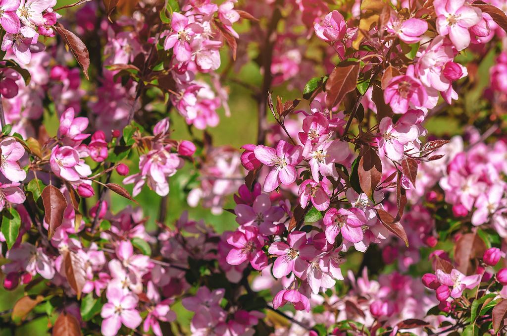 Es ist der schönste Strauch im Garten. Es ist leicht zu wachsen und im Sommer ist es mit rosa Blumen bedeckt.