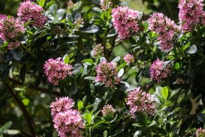 Es ist der schönste Strauch im Garten. Es ist leicht zu wachsen und im Sommer ist es mit rosa Blumen bedeckt.