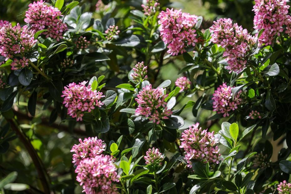Es ist der schönste Strauch im Garten. Es ist leicht zu wachsen und im Sommer ist es mit rosa Blumen bedeckt. 