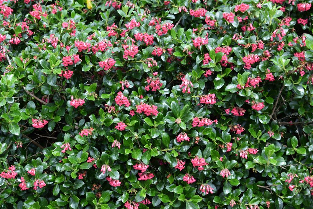 Es ist der schönste Strauch im Garten. Es ist leicht zu wachsen und im Sommer ist es mit rosa Blumen bedeckt.