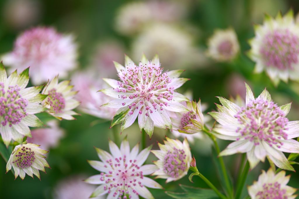 Diese mehrjährige Pflanze erfüllt die Gärten mit Hunderten von Blumen. Es ist leicht zu wachsen und zu blühen.