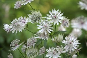 Diese mehrjährige Pflanze erfüllt die Gärten mit Hunderten von Blumen. Es ist leicht zu wachsen und zu blühen.