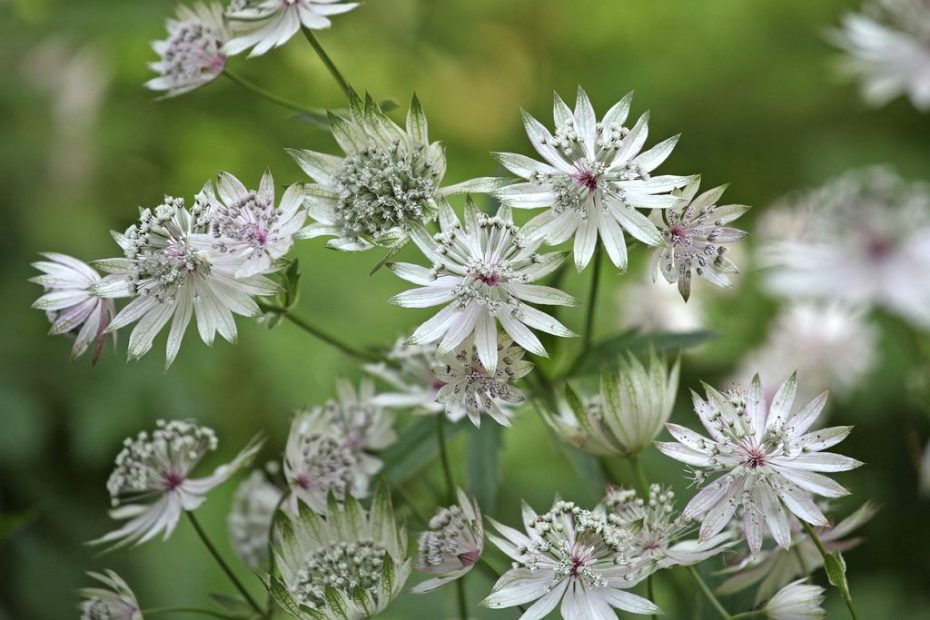 Diese mehrjährige Pflanze erfüllt die Gärten mit Hunderten von Blumen. Es ist leicht zu wachsen und zu blühen. 