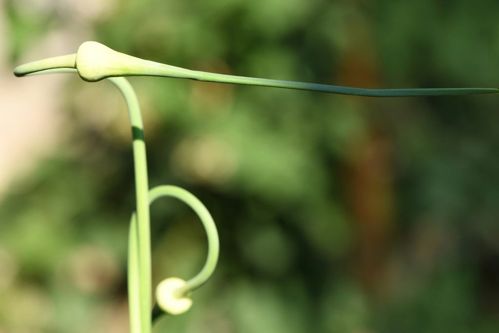 Vergessen Sie nicht, es zu entfernen, bis es auf Knoblauch wächst. Viele vergessen es und haben dann eine schlechte Ernte.