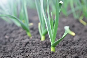 Vergessen Sie nicht, es zu entfernen, bis es auf Knoblauch wächst. Viele vergessen es und haben dann eine schlechte Ernte.