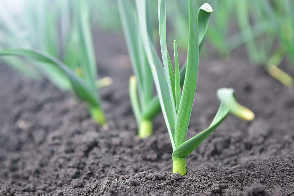 Vergessen Sie nicht, es zu entfernen, bis es auf Knoblauch wächst. Viele vergessen es und haben dann eine schlechte Ernte. 