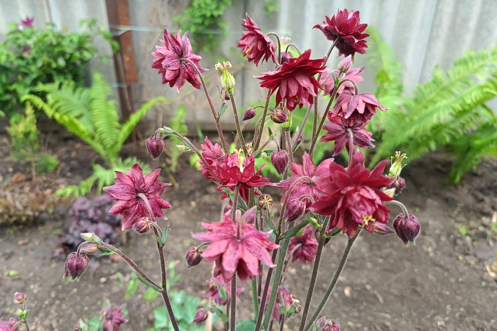 Schöne und "mutige" Gartenbauer. Er ist ein echter Gartenwächter. Die Schnecken vermeiden sie. 